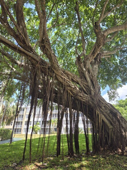 Beautiful big trees - 1670 NE 191st St