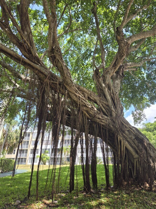 Beautiful big trees - 1670 NE 191st St