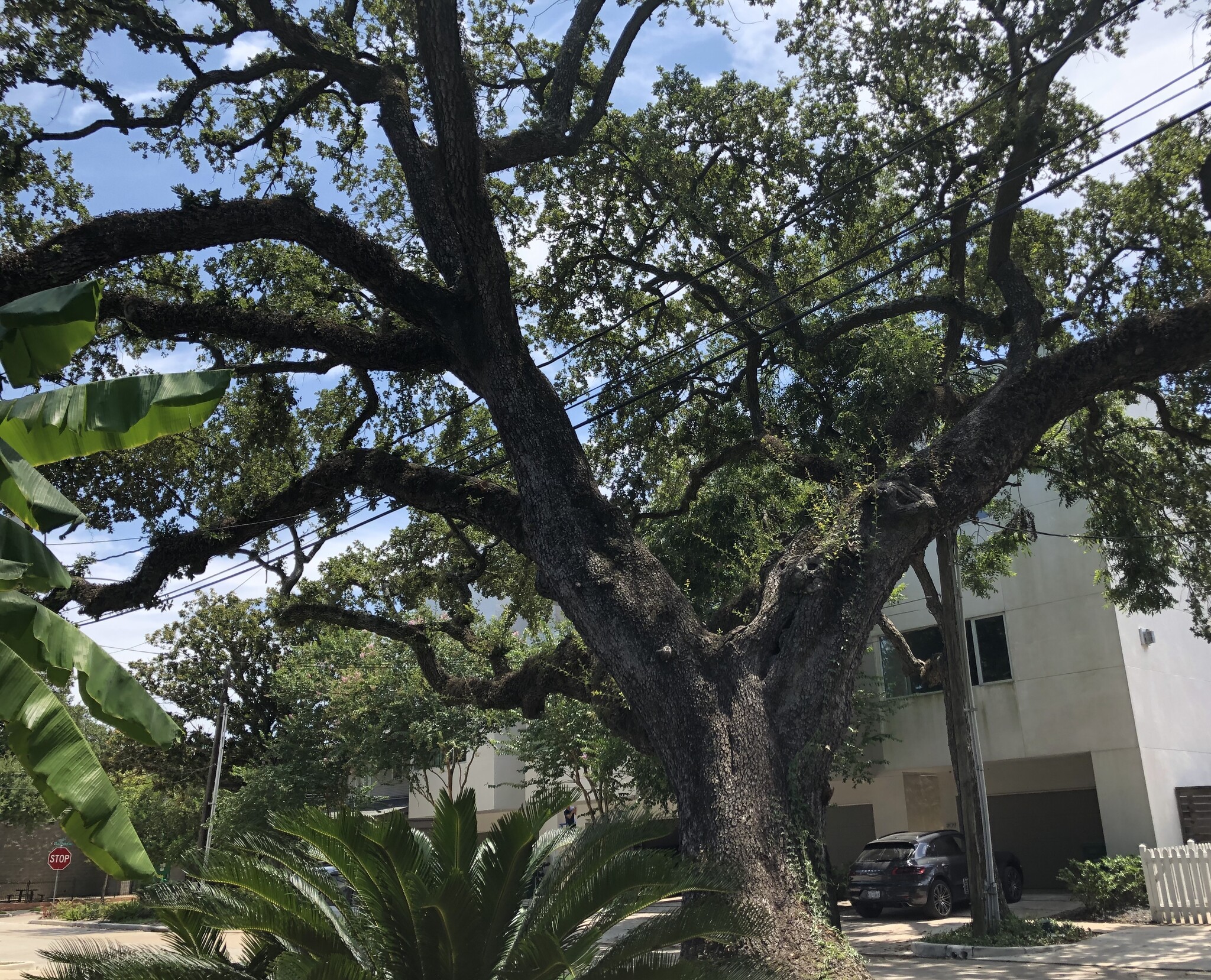 Massive Oak Tree Front Yard - 812 Branard St