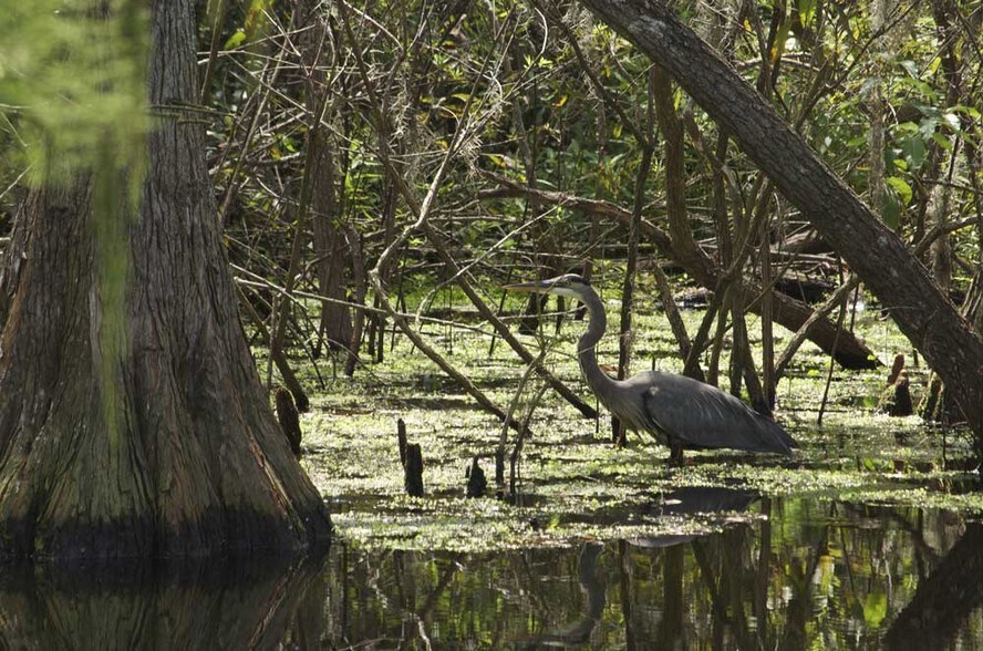 WATCH THE WILDLIFE IN THE PARK - 7815 Sunrunner Dr