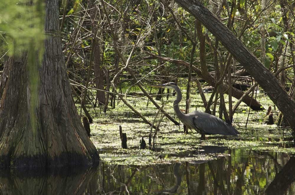 WATCH THE WILDLIFE IN THE PARK - 7815 Sunrunner Dr