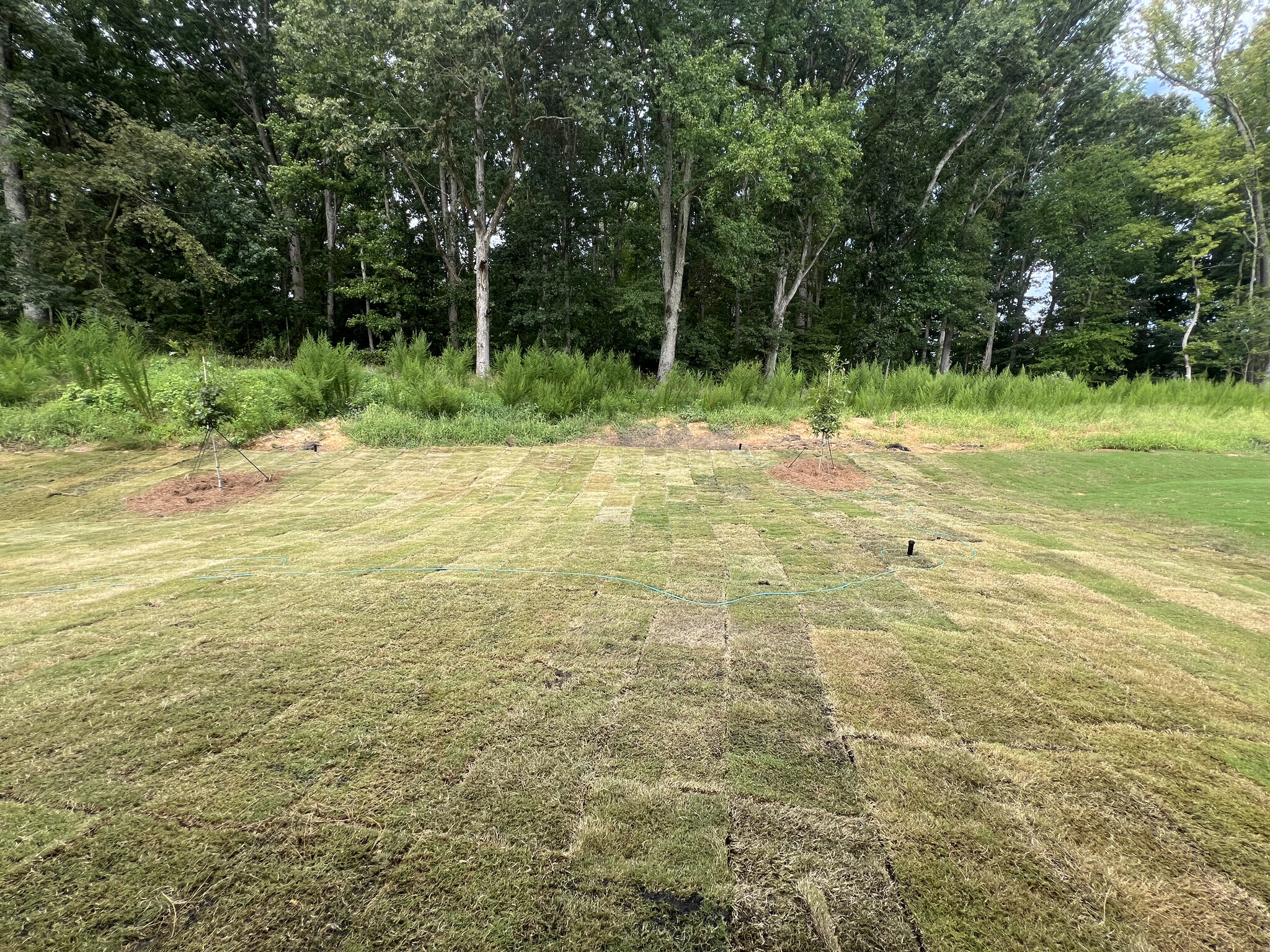 Backyard - 106 Broadtree Cir
