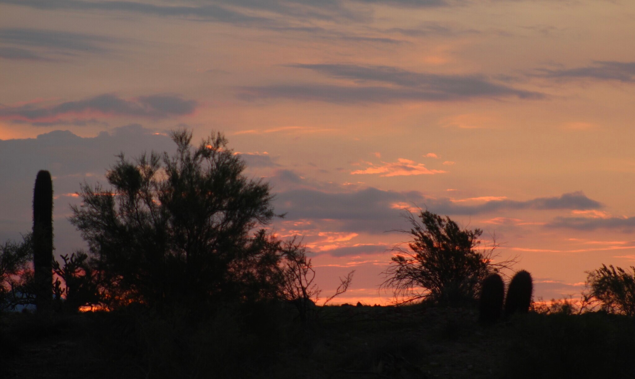 Building Photo - 10401 N Saguaro Blvd