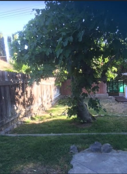 Side Yard - 3228 Montrose Ave