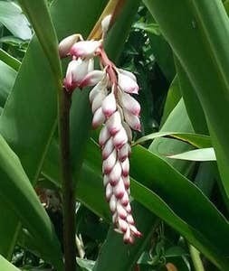 Ginger Plant in Yard - 47-337 Mahakea Rd