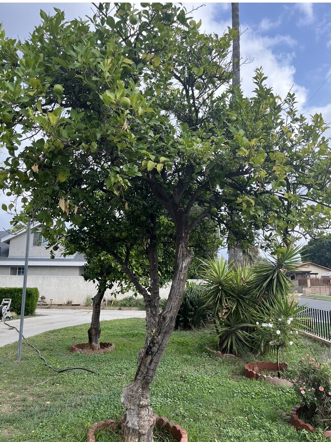 Building Photo - 15529 El Cajon St
