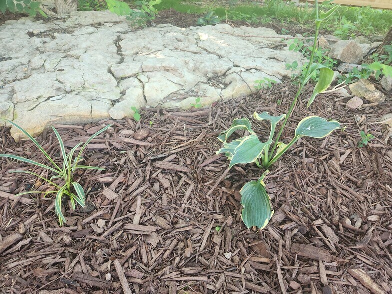 new landscaping and mulch... - 4304 E Santa Anna Dr