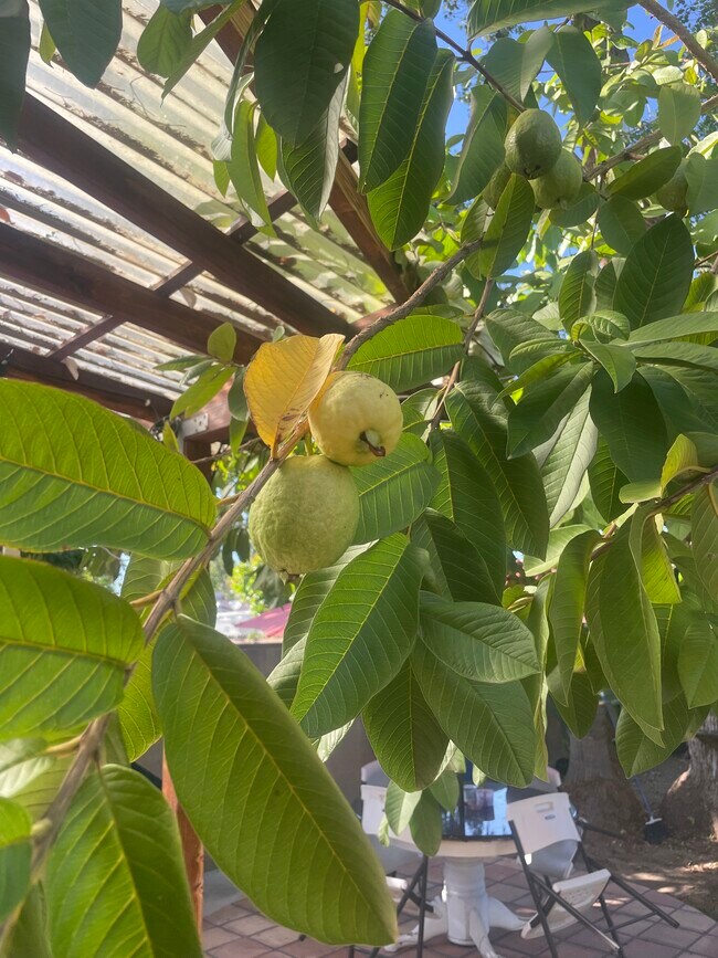 Building Photo - 12619 Emelita St