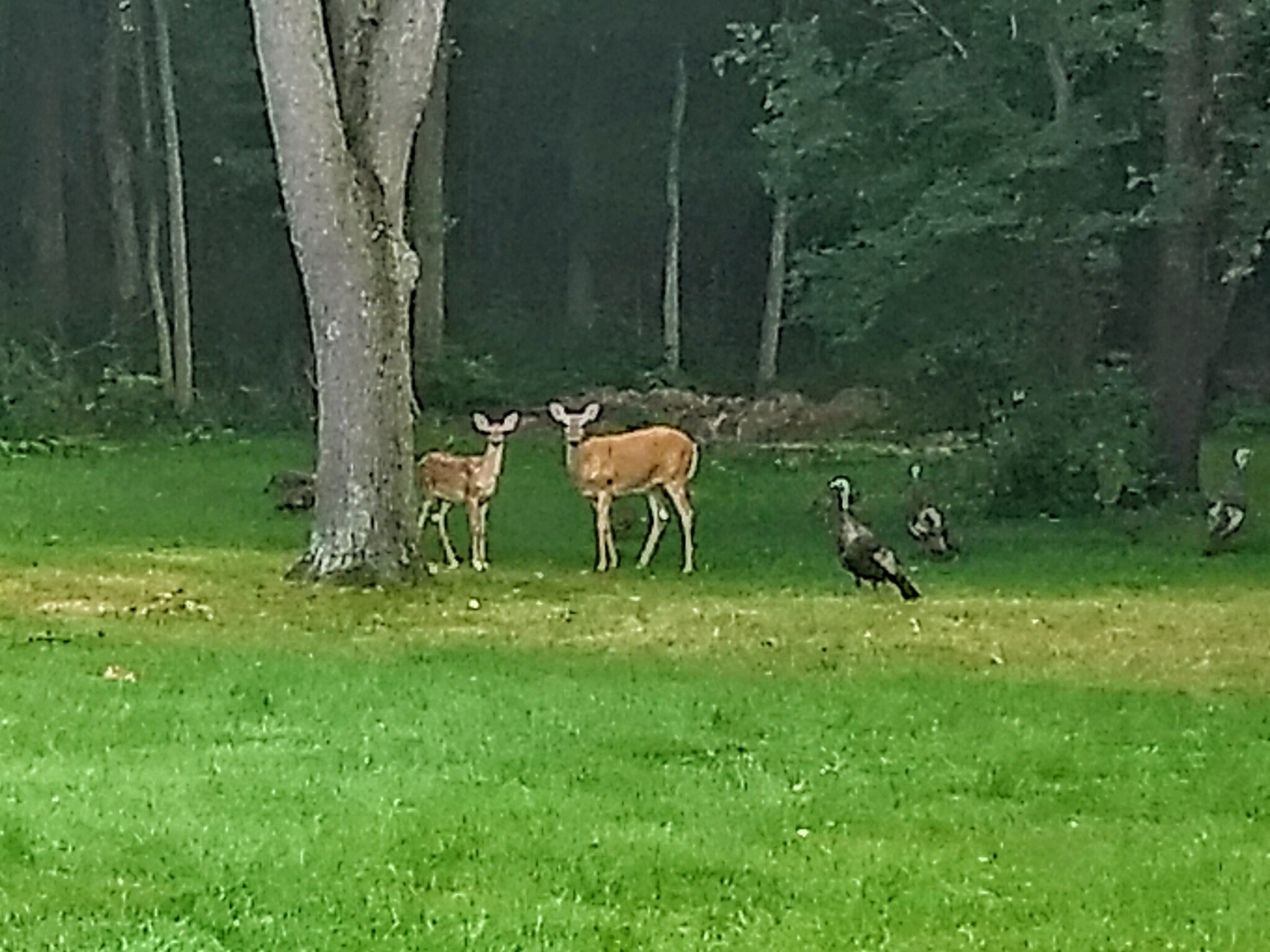 Wildlife in backyard - 16351 Petro Dr
