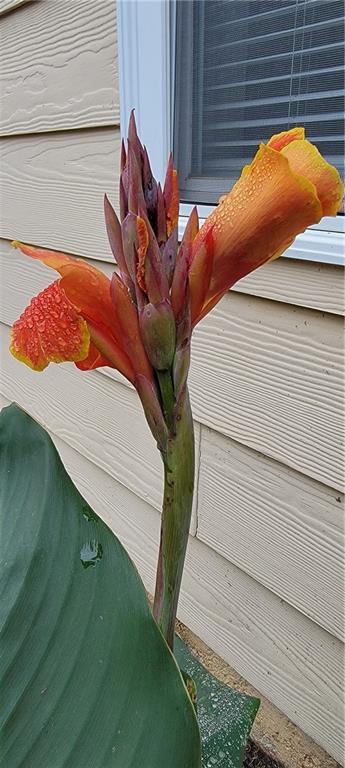 Building Photo - 505 Canton Ct