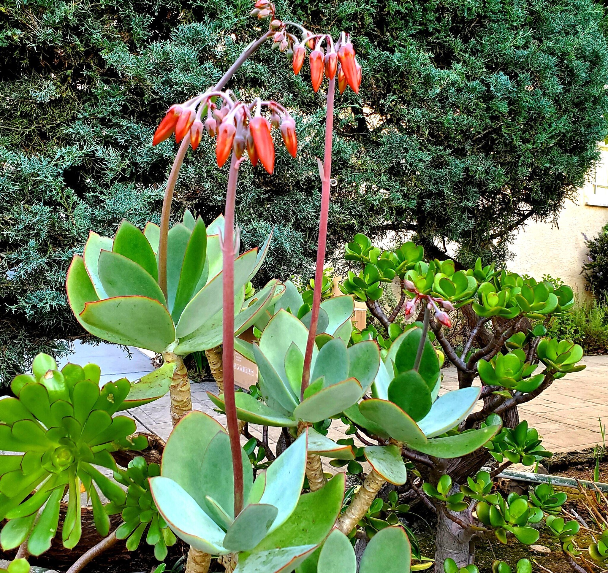 Building Photo - 806 Vincente Ave