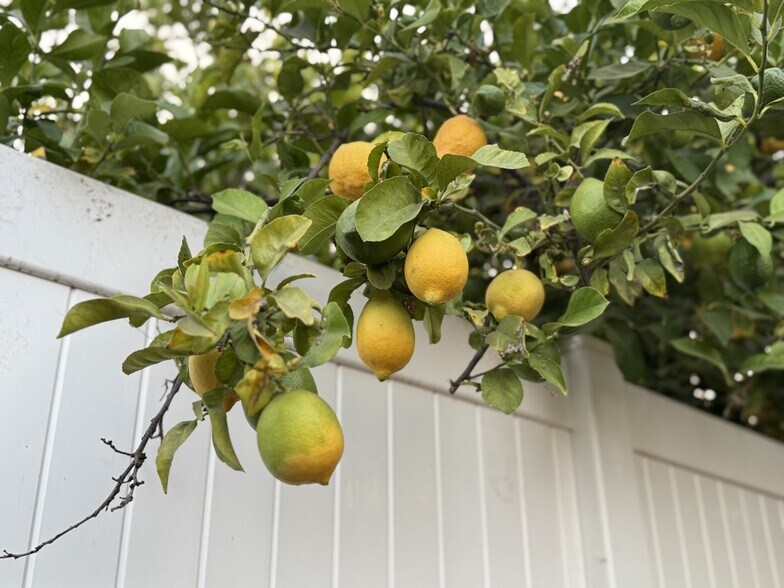 Thriving Lemon Tree in Backyard! - 11050 Keswick St