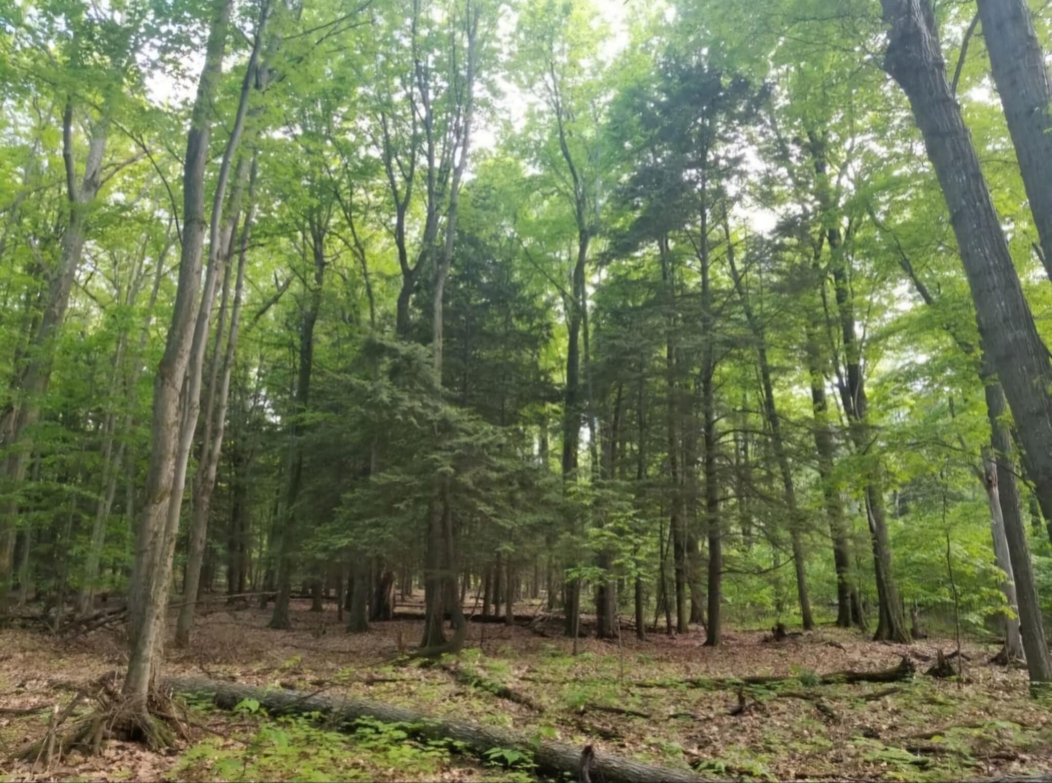 Scenery - 2050 N Haze Rd