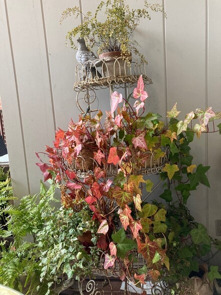 Patio year-round plantings - 3014 Dent Pl NW