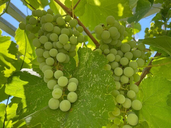 Building Photo - 11310 Pinehaven Ave