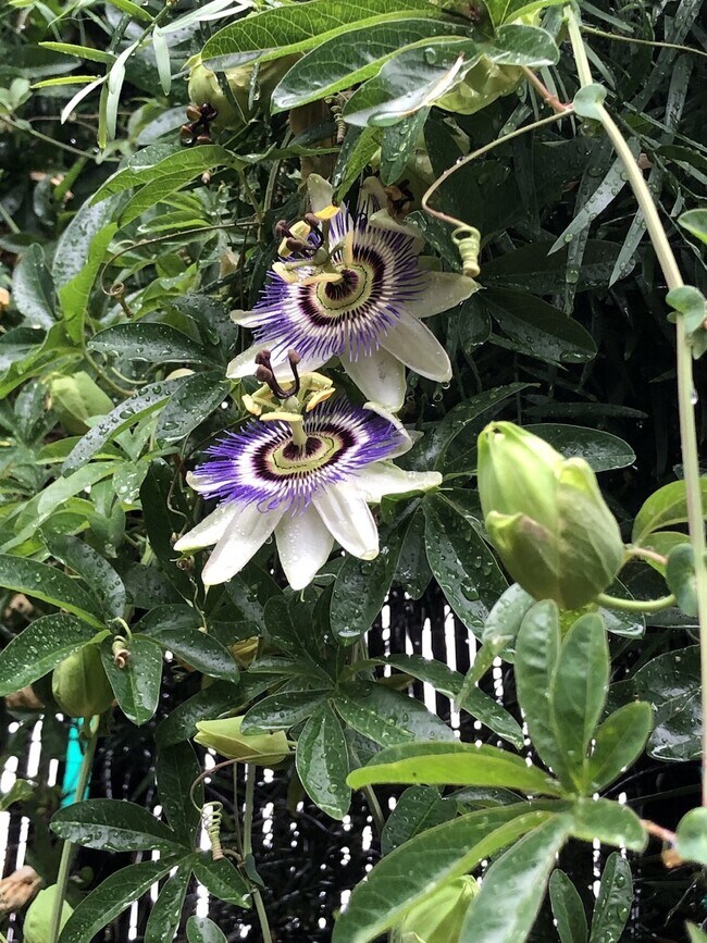 Passion vine in garden attracting monarch butterflies - 4228 Lockwood Ave