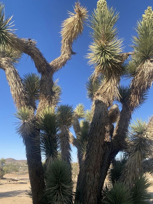 Building Photo - Furnished 2BR Joshua Tree Retreat | Ideal for 3–6 Month Stay |