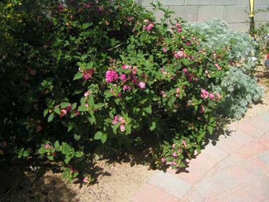 Building Photo - 13233 N Hammerstone Ln