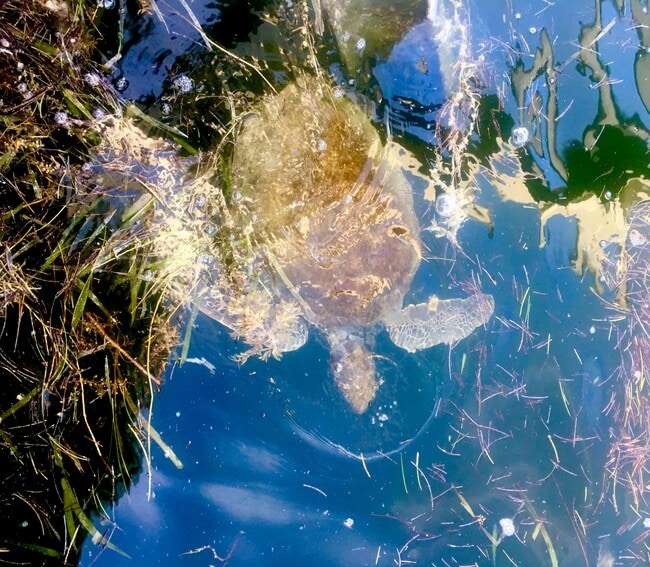 Turtle at the dock - 159 Dubonnet Rd