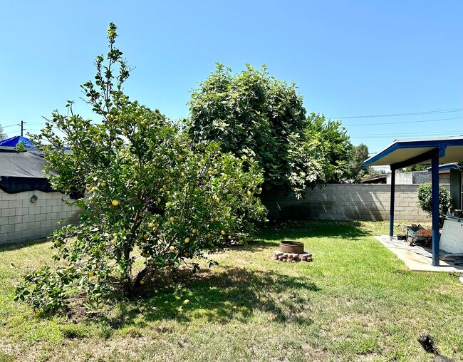 back yard trees - 620 Van Wig Ave