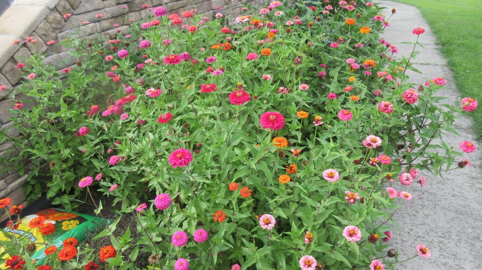 side garden - 8445 Colemanden Dr