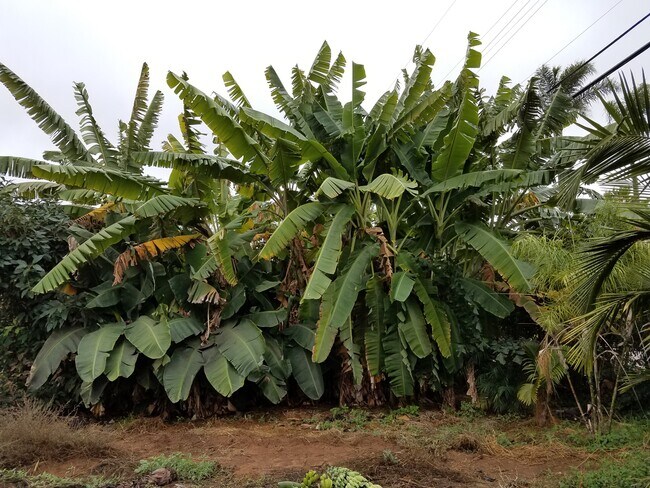 fruit trees abounding - 2461 Fire Mountain Dr