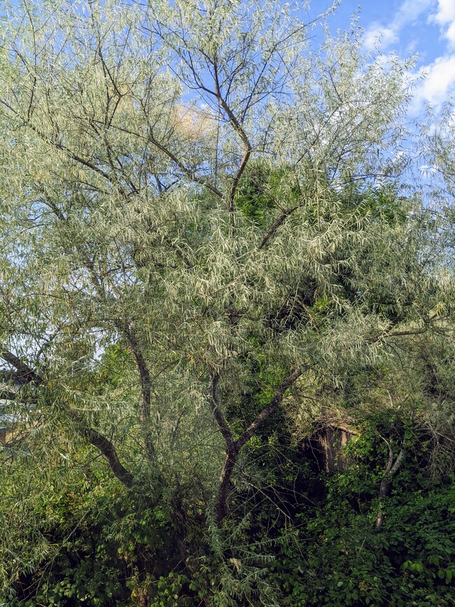 View of trees from backyard - 4810 S Holly St