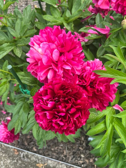 Building Photo - 4100 Mullan Rd