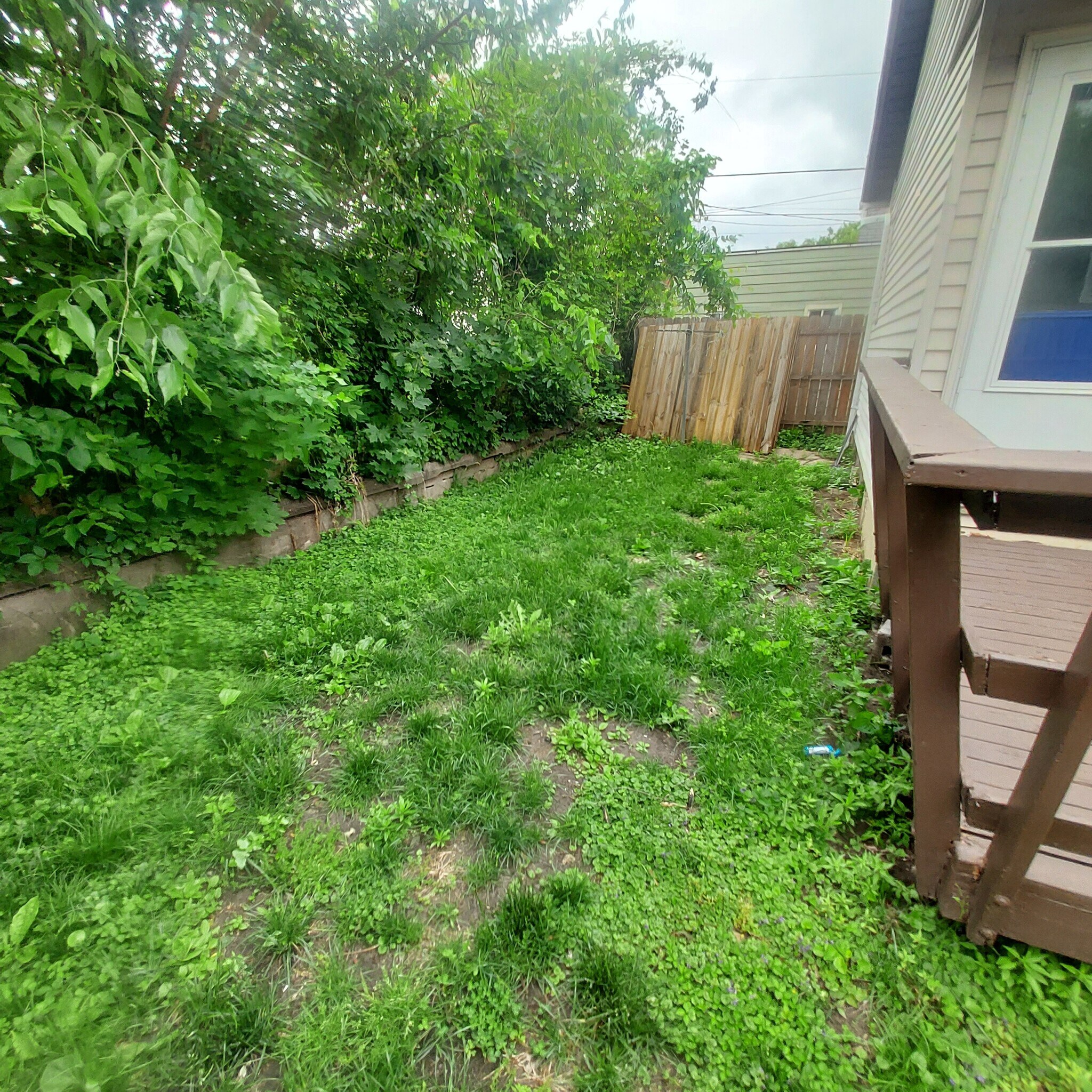 Back yard - 704 Cedar St