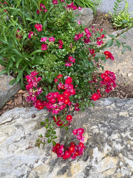 Flowers in Front of Building - 808 Southgate Dr