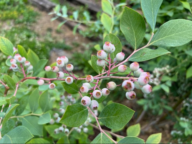 Building Photo - 107 Navaho Ct