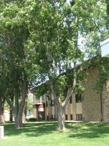 820 Roberts Rear View - 820 Roberts Ave