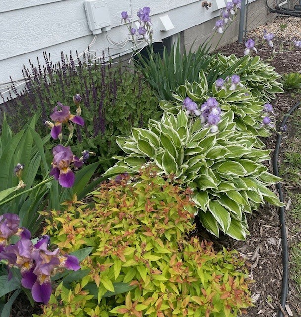 Flowers in backyard - 322 3rd Ave SE