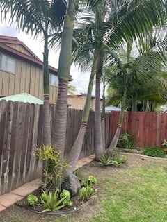 King Palms and Plants - 16522 Hillview Cir