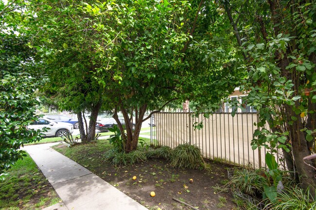 Lemon Trees! - 11648 Chandler Blvd