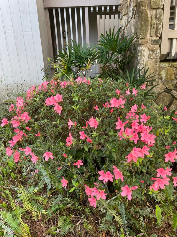 Building Photo - 700 Olde Camelot Cir