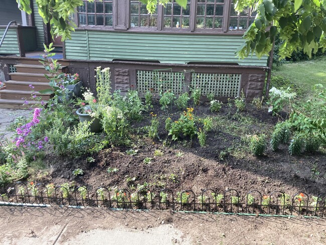 Perennial garden in front - 117 Green St