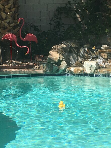 Enjoy a dip in the pool! - 68820 Risueno Road