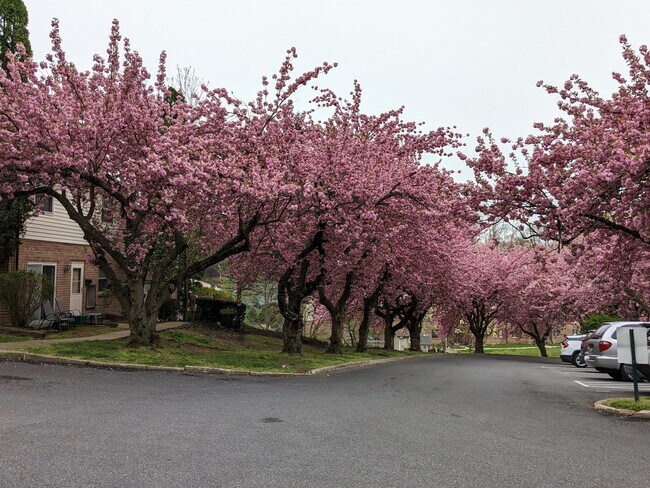 Cherry Blossom - 280 Bridgewater Rd