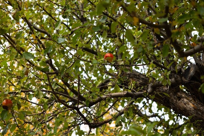 Building Photo - Remodeled & Charming 4 bed/3 bath w/ Yard and Hot Tub