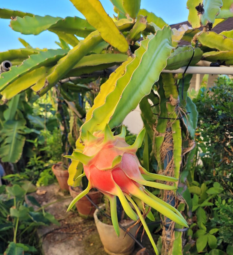 Building Photo - 2407 Saint Louis Dr