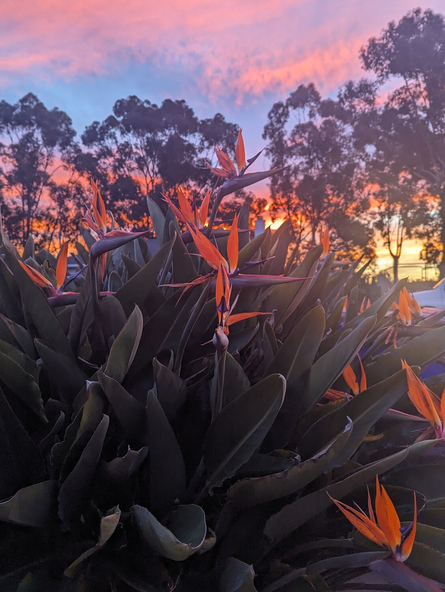 Birds of Paradise out front, healthy - 5762 Olvera Ave