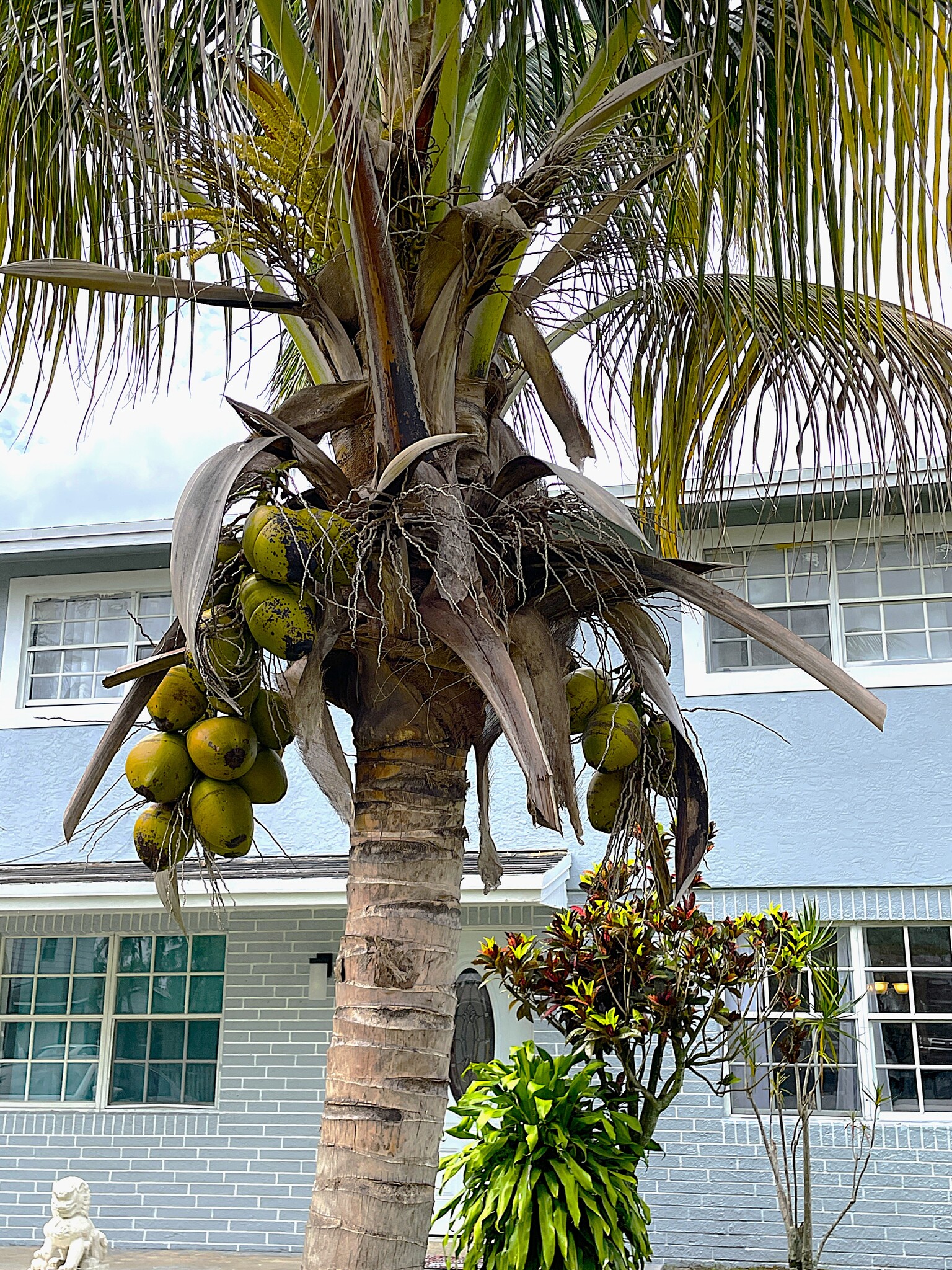 Coconut Tree - 5130 Pat Pl
