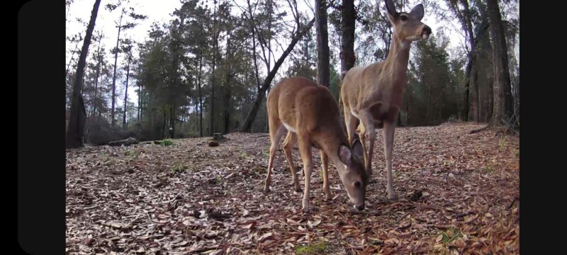 Building Photo - 590 St Luke Church Rd