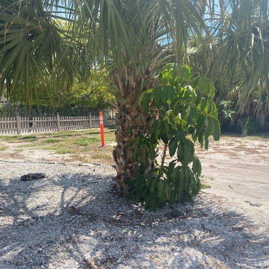 3220 County Line Rd 3220 County Line Rd Dunedin FL 34698 Apartment