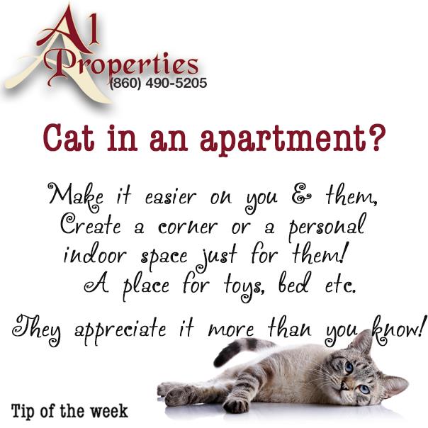 Kitties Welcome! - A1 Properties