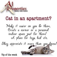 Kitties Welcome! - A1 Properties