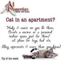Kitties Welcome! - A1 Properties