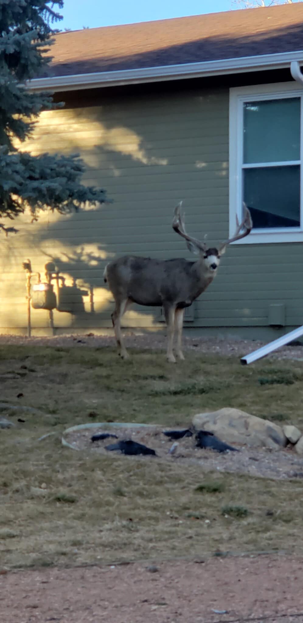 Wildlife - 2636 Patriot Hts