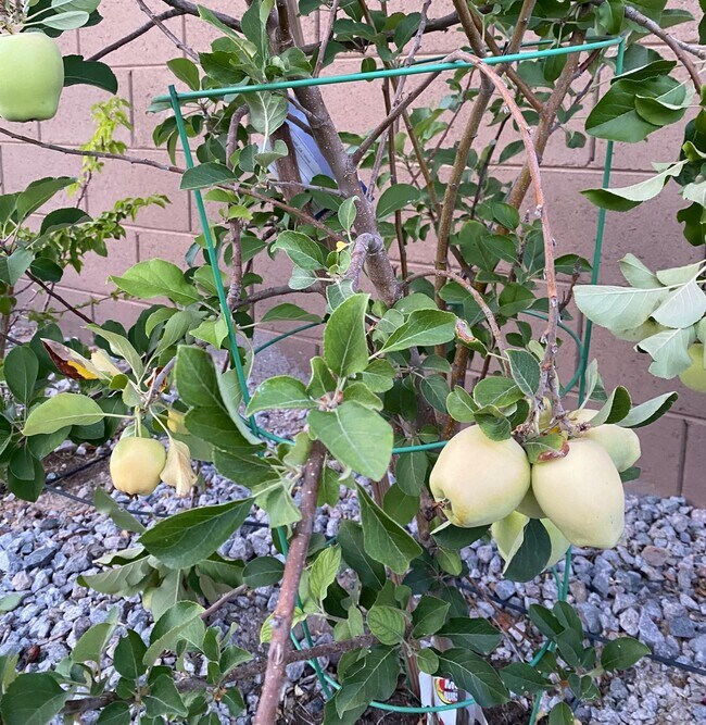 Apple tree in the backyard. - 7027 S 13th Way